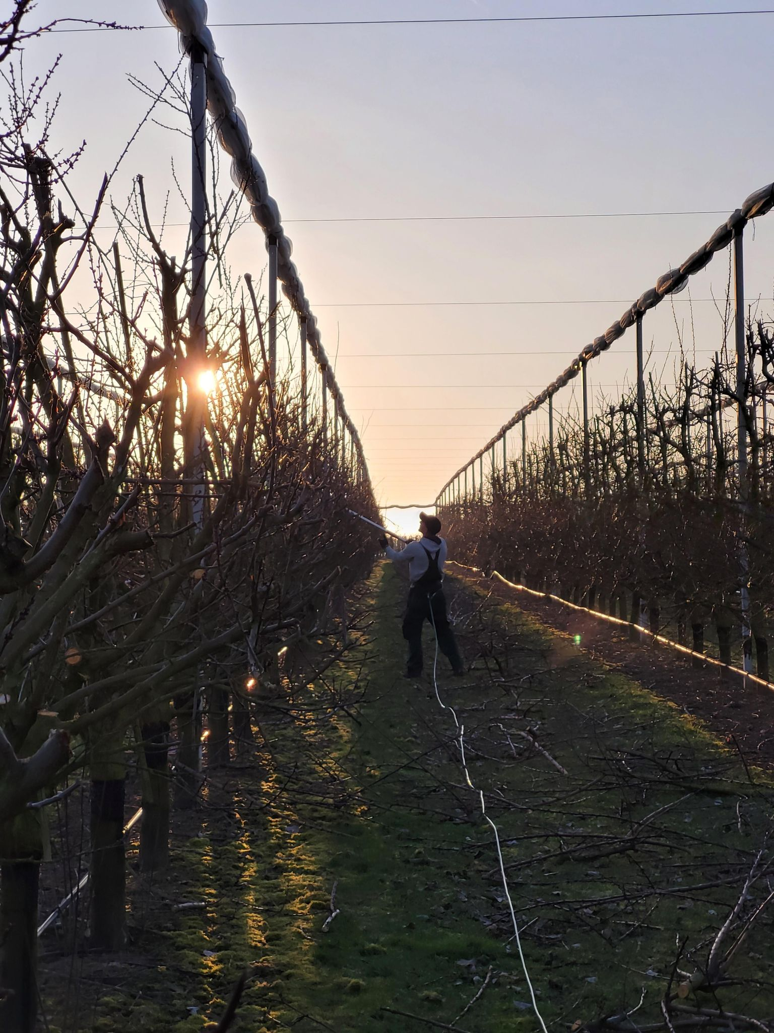 Person schneidet Apfelbäume