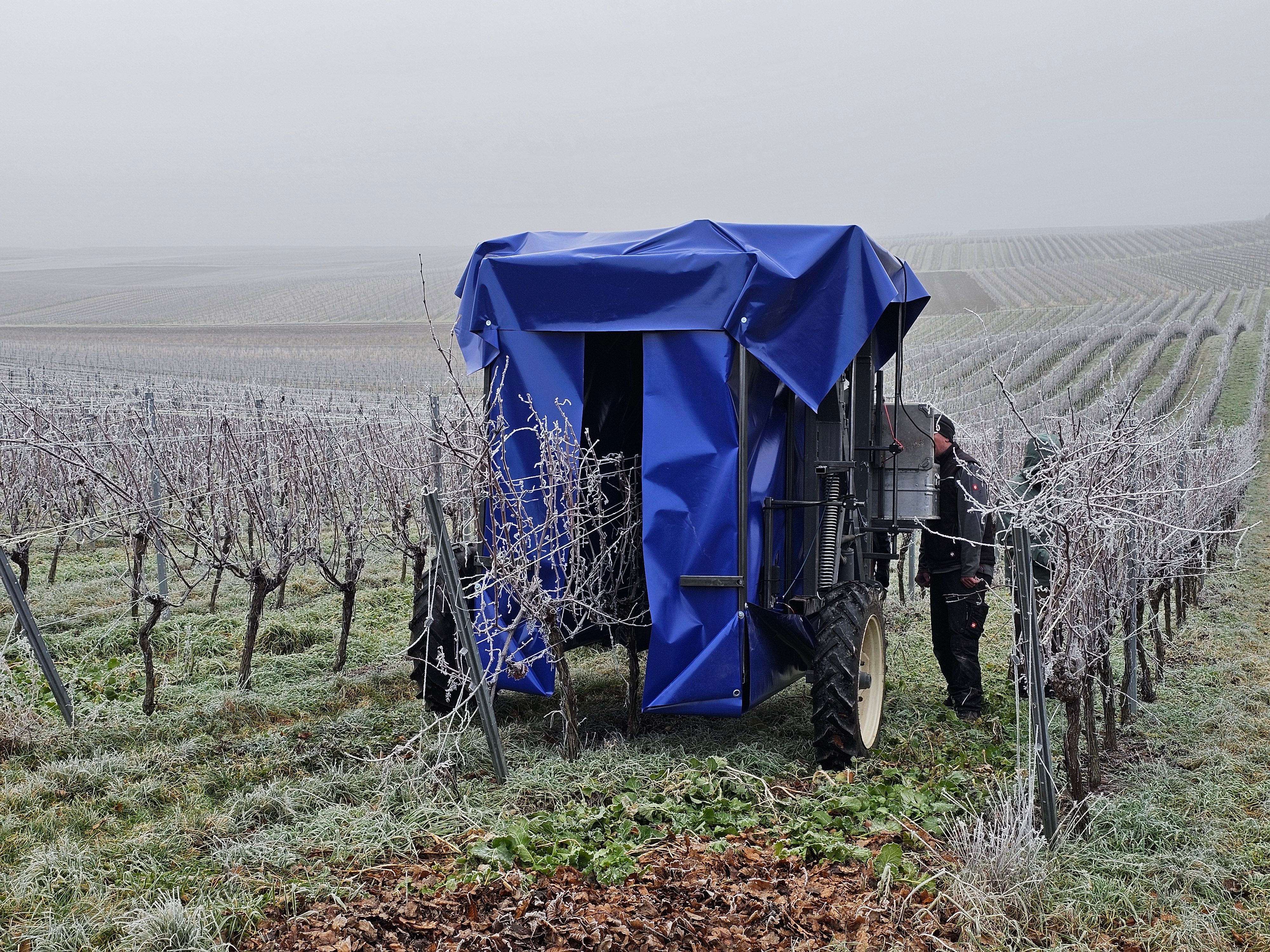 Bildaufnahme in Weinrebe im Winter