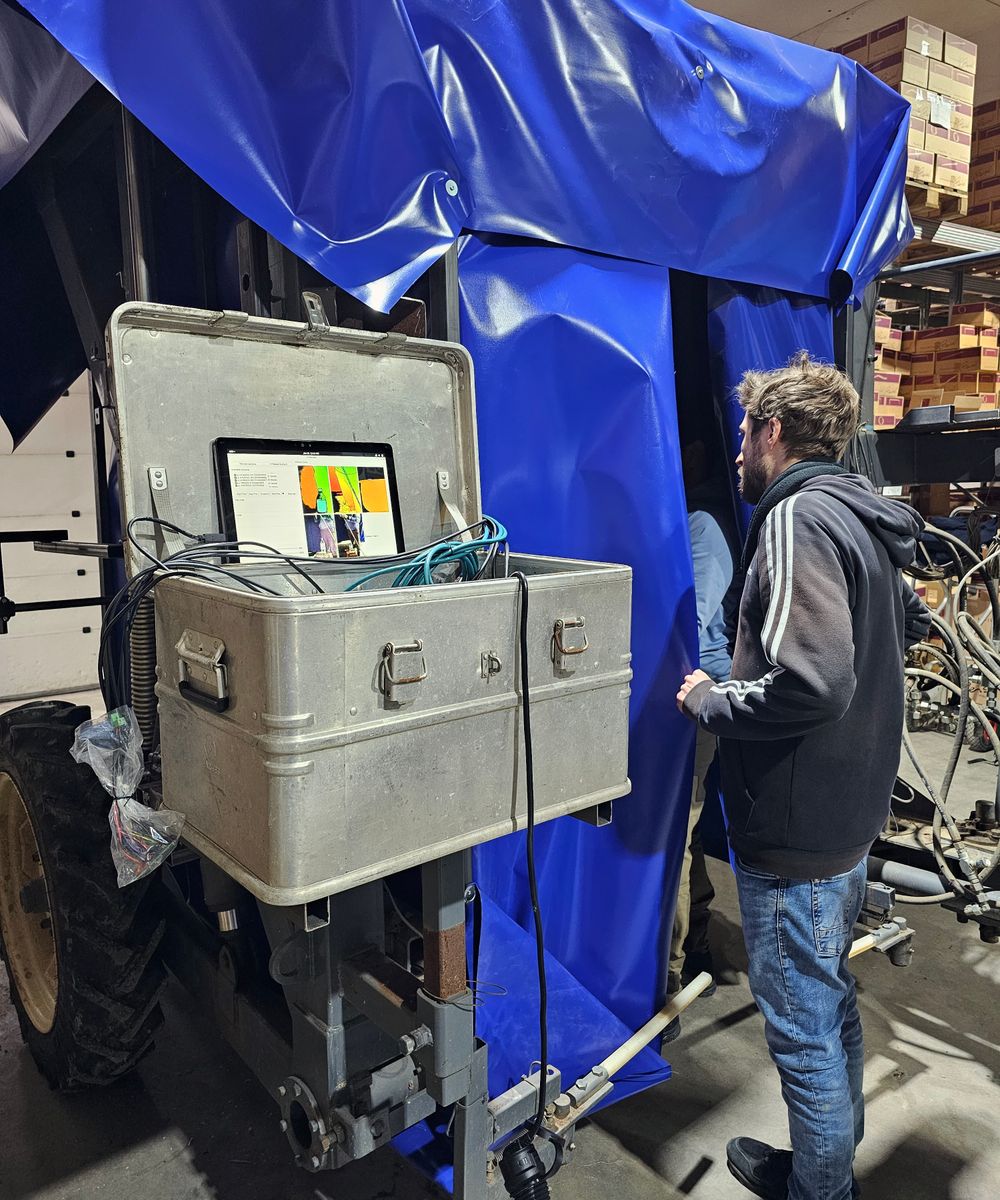 Bildaufnahmen von Weinreben