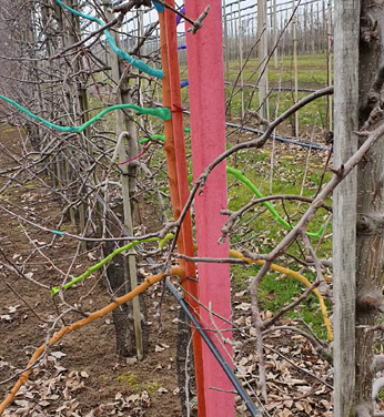 Menschen bei der Apfelernte